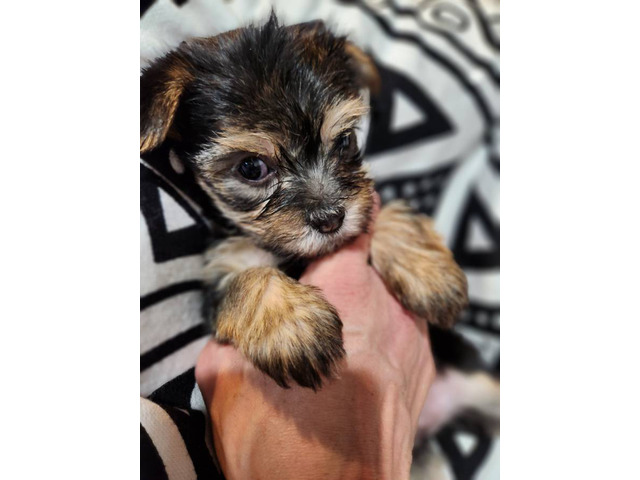 4 Morkie puppies ready for new homes