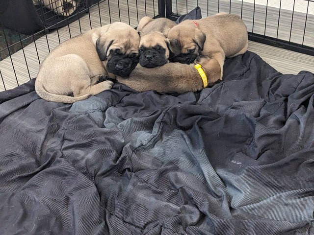 English Mastiff puppies - 4 girls and 3 boys