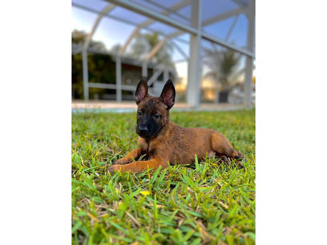 4 Belgian Malinois puppies available for sale