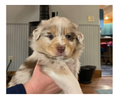 5 Aussie Puppies ready on Easter