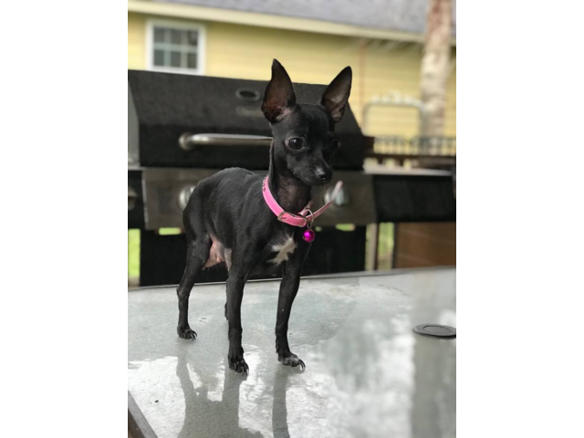 2 Cute Chihuahua Puppies Available