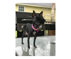 2 Cute Chihuahua Puppies Available