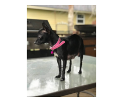 2 Cute Chihuahua Puppies Available