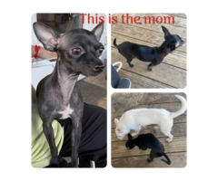 2 Cute Chihuahua Puppies Available
