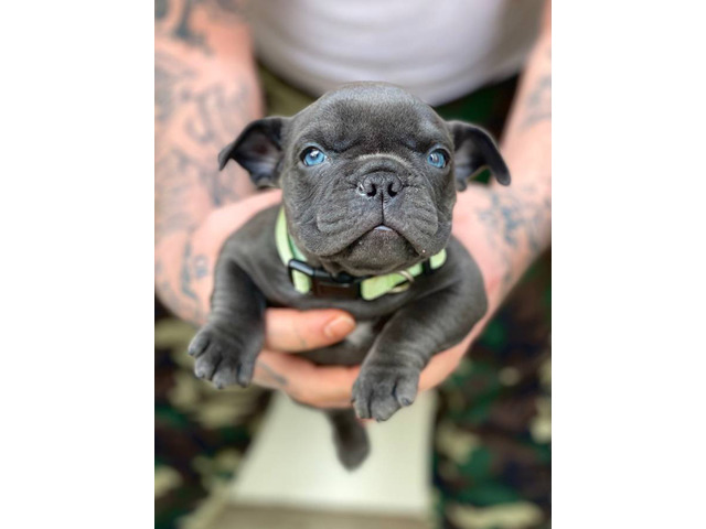 American Nano Bully puppy for sale