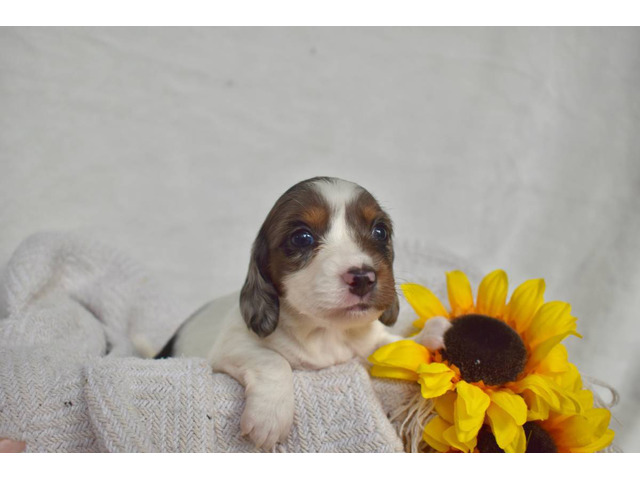 Miniature Longhaired Dapple Dachshunds for sale