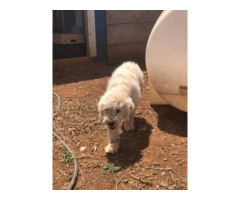 4 months old Komondor puppies for sale