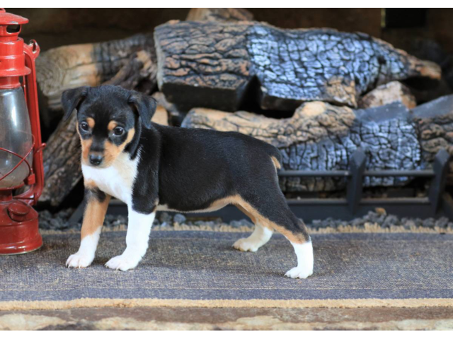Purebred Decker Rat Terrier puppies