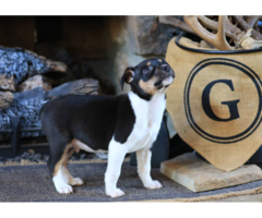 Purebred Decker Rat Terrier puppies