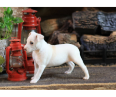 Purebred Decker Rat Terrier puppies