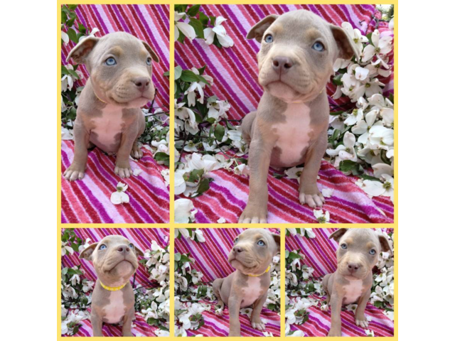 Gorgeous tri-colored pitbull puppies
