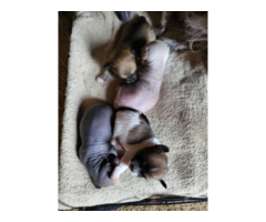 4 lovely Chinese Crested puppies for sale