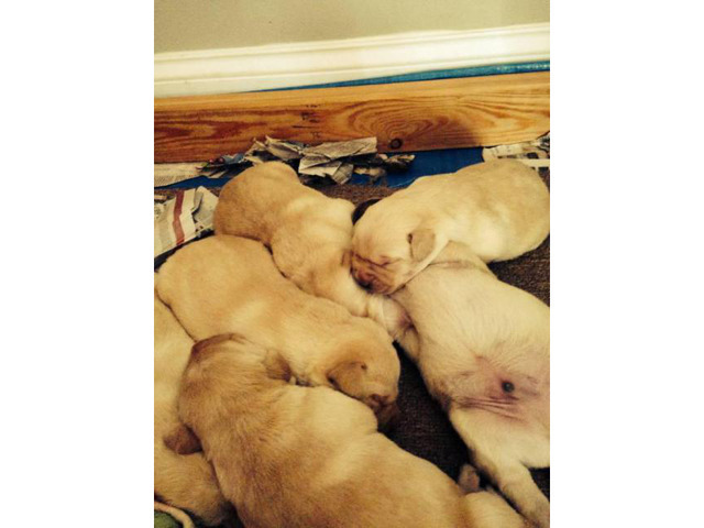 The Perfect Full AKC Registered Lab Puppies