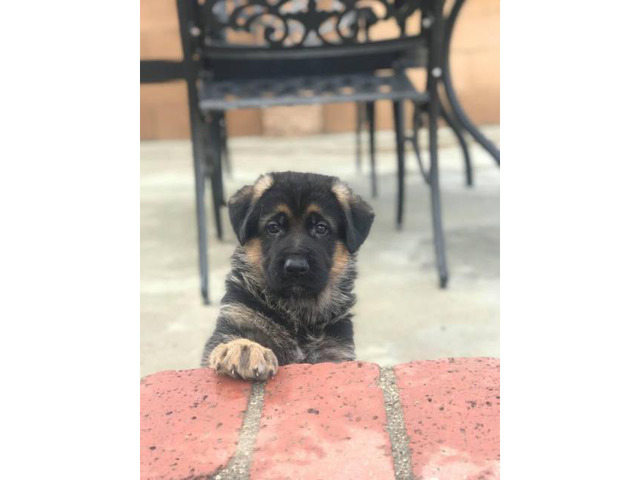 Black & Red AKC German Shepherd champion bloodline and Great pedigree