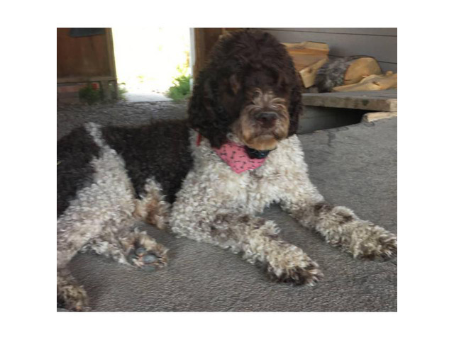 AKC Labradoodles 3 puppies available