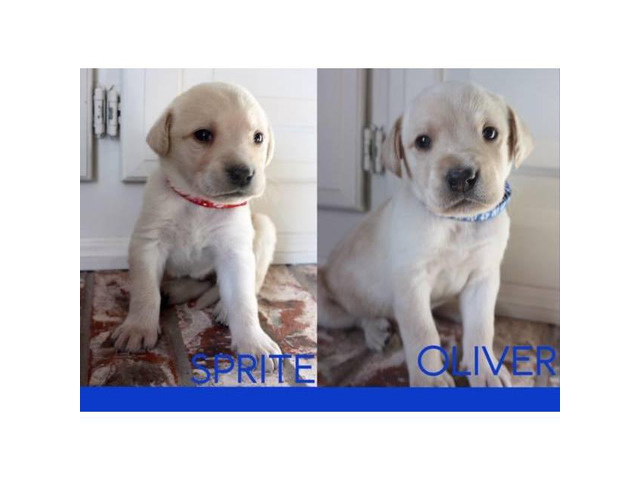 Akc Registered Labrador Retriever Pedigree