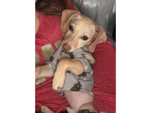 5 month old male Chiweenie puppy for sale