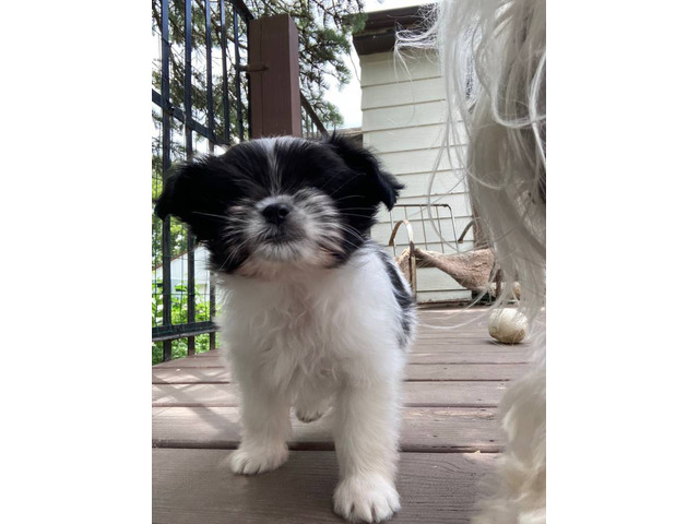 Tiny Papilon Mix puppy for sale
