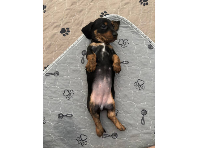 3 purebred wiener dog puppies for sale