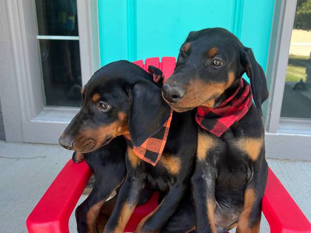 Champion bloodline Doberman Pinscher puppies for sale
