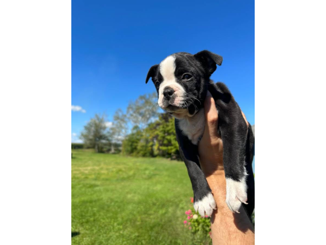 Purebred ACA Boston Terrier puppy