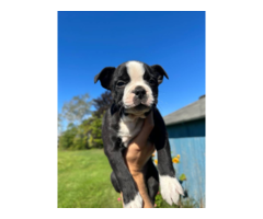 Purebred ACA Boston Terrier puppy