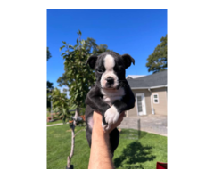 Purebred ACA Boston Terrier puppy