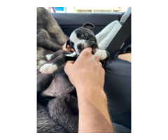 Purebred ACA Boston Terrier puppy