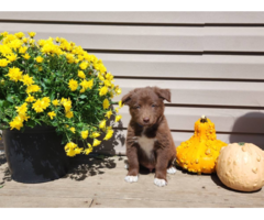 Aussie border collie puppies for sale