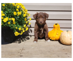 Aussie border collie puppies for sale