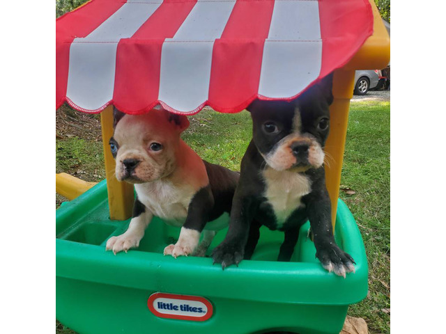 5 Frenchton puppies for sale