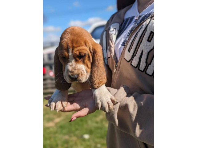 2 AKC Basset Hound Puppies for Sale