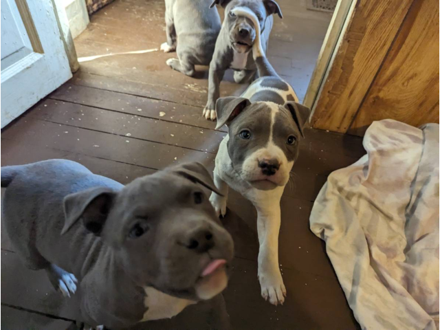 6 blue-nosed pitbull puppies