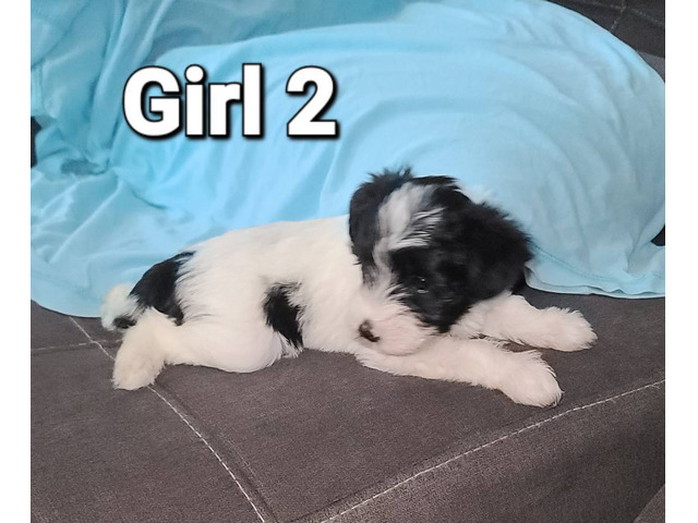 4 Mini Schnauzer puppies for sale