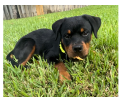 Purebred Female Rottweiler Puppy