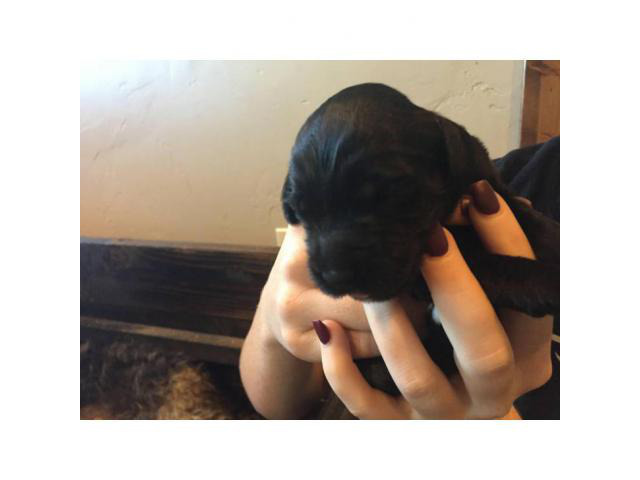 Labradoodle puppies for sale 5 males and 3 females left