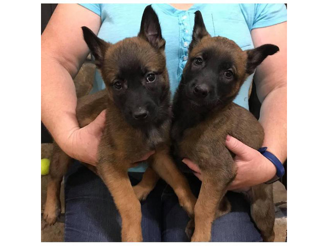Belgian Malinois pups are ready to go