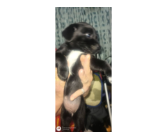 Pekingese x chihuahua puppies