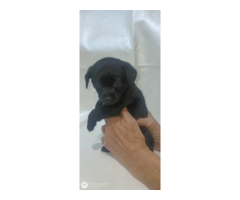 Pekingese x chihuahua puppies