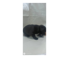 Pekingese x chihuahua puppies