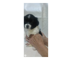 Pekingese x chihuahua puppies
