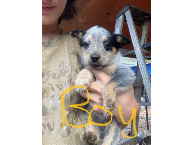 Blue heeler puppies no trades
