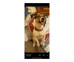 Gorgeous Jackabee puppies