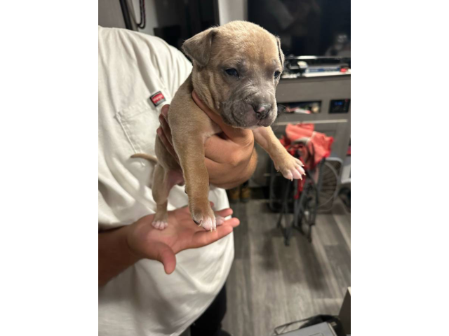 XL Bully Pitbull Pups