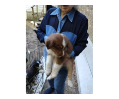 Purebred no papers Australian Shepherd puppies