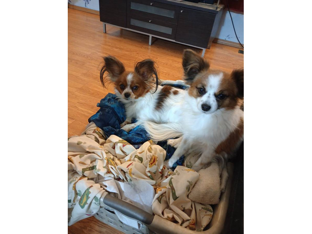 Beautiful Papillon puppies for sale