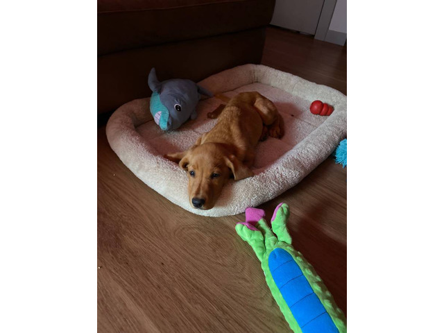 Male Labrador puppy with supplies