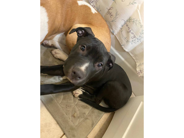 Male Amstaff Puppy Prince: Ready for a New Home