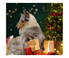 Collie puppies planned breeding 2024