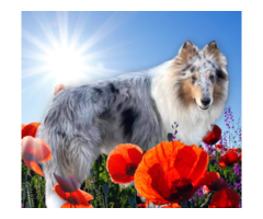 Collie puppies planned breeding 2024